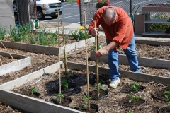 community-planting-5-7-11-031