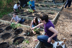 community-planting-5-7-11-051